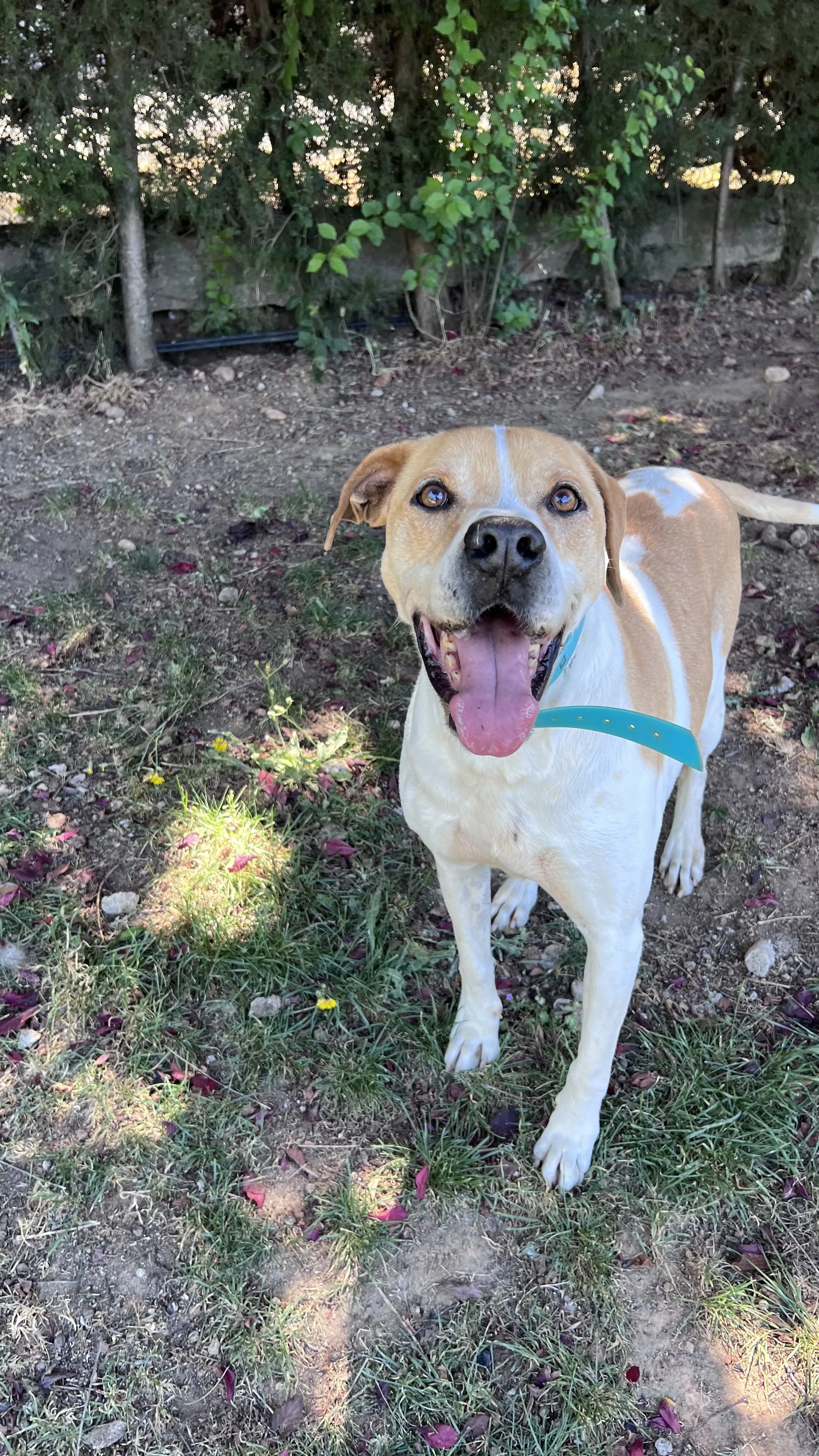 Tyson, perro en Mérida
