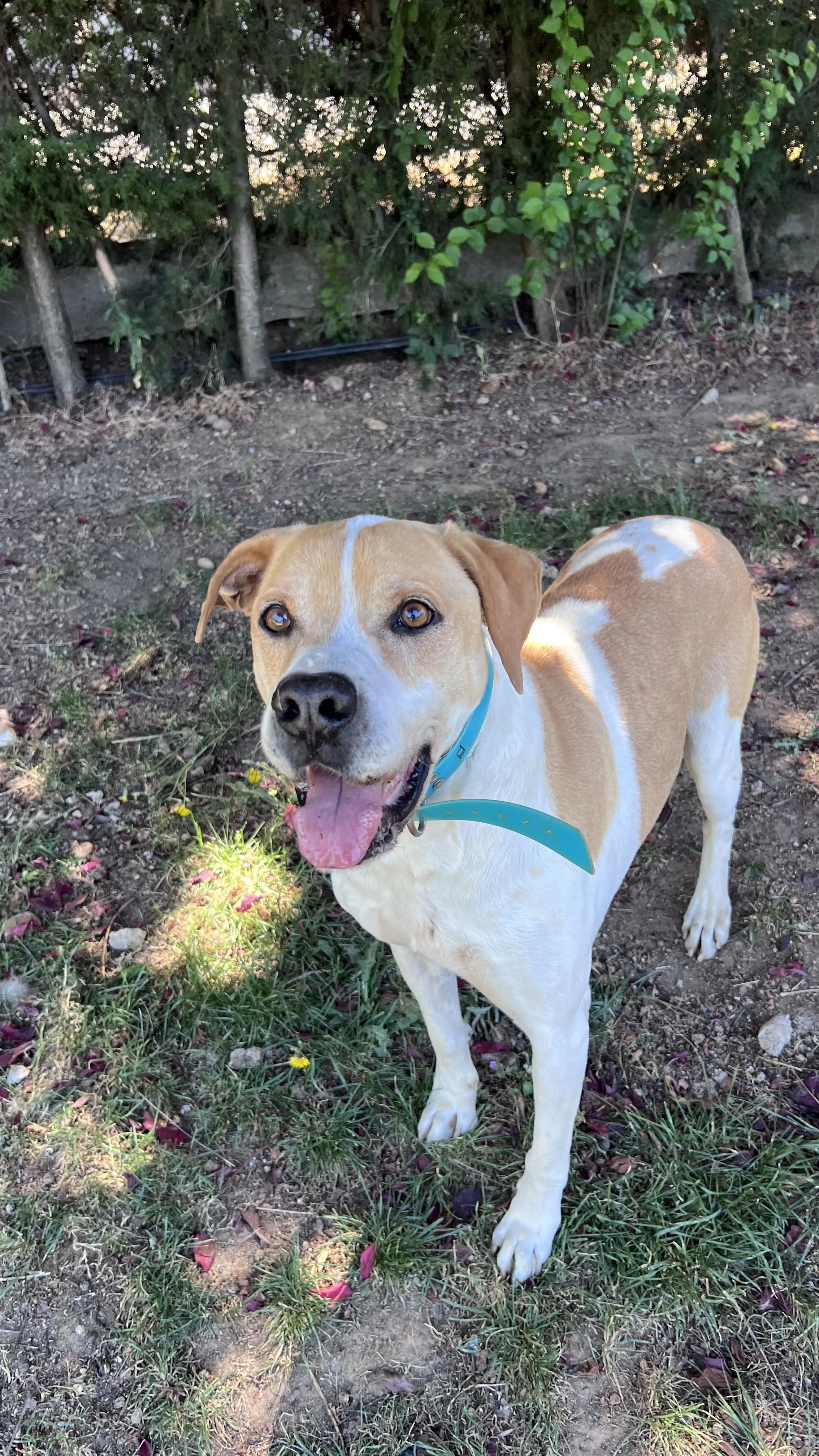 Tyson, perro en Mérida
