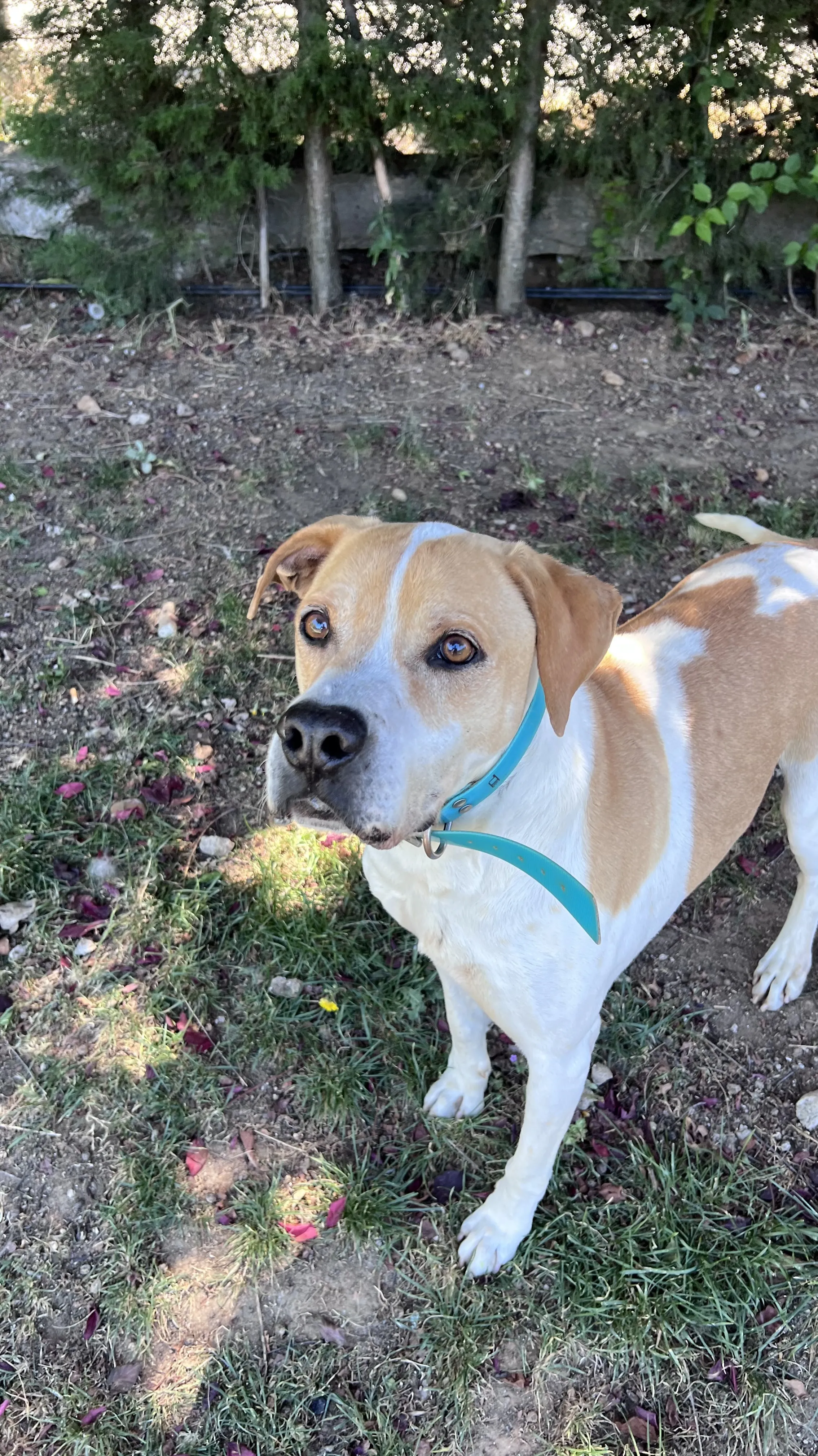 Tyson, perro en Mérida