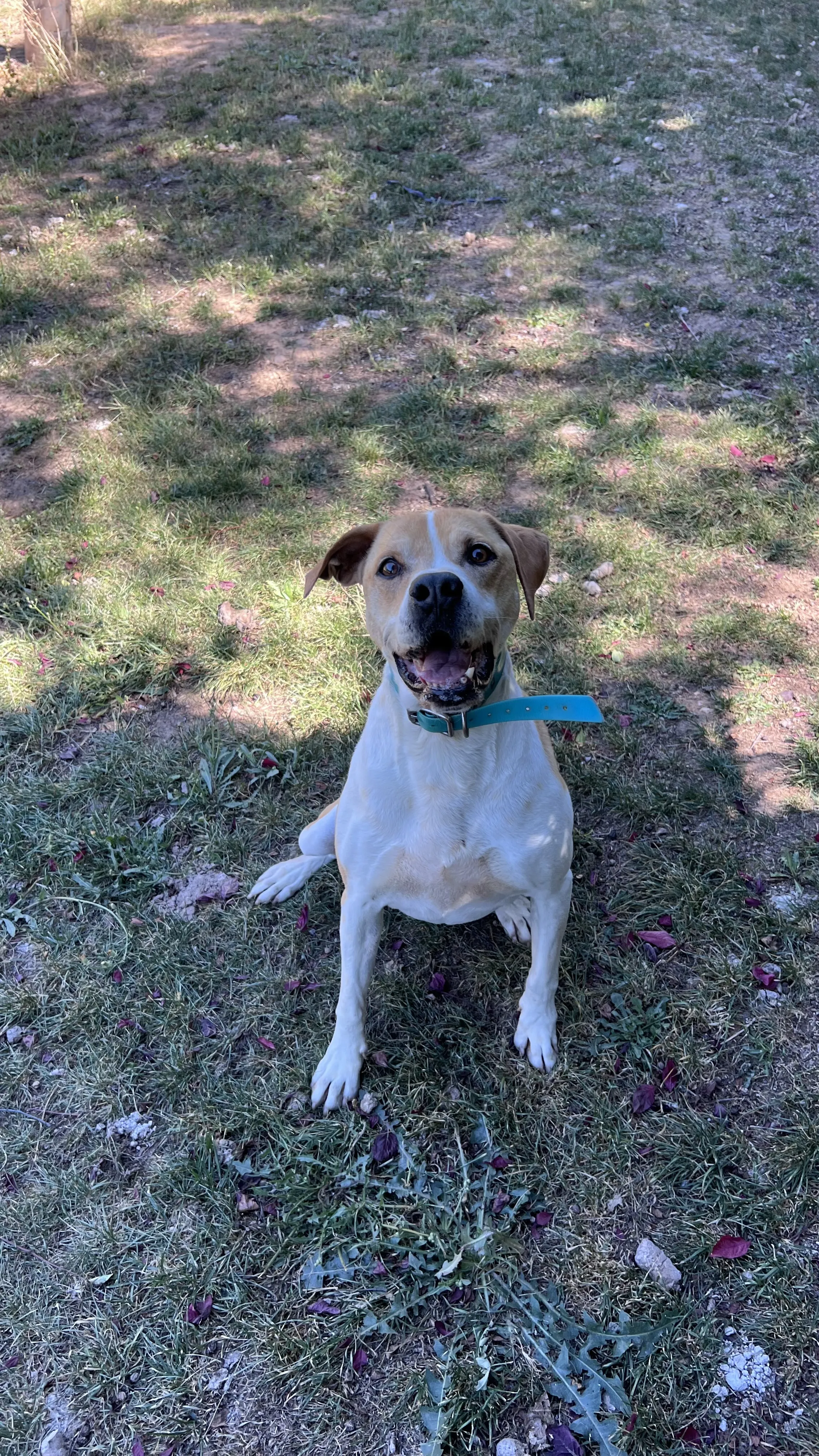 Tyson, perro en Mérida