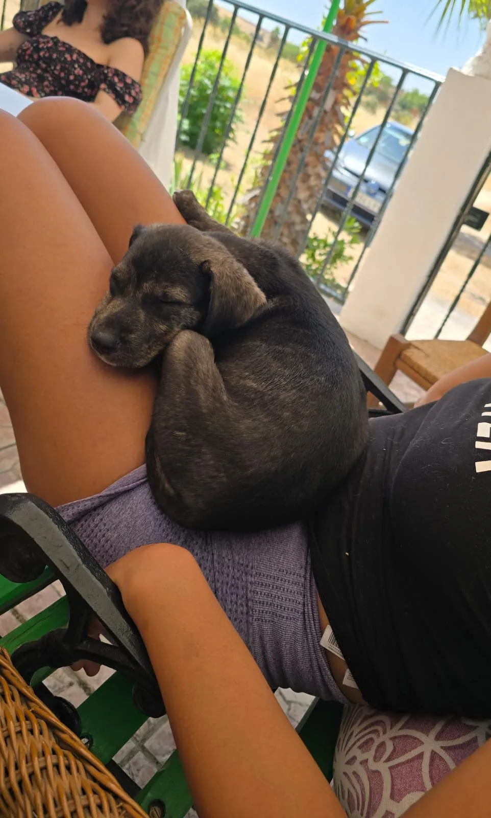 Aelin, perra en Mérida