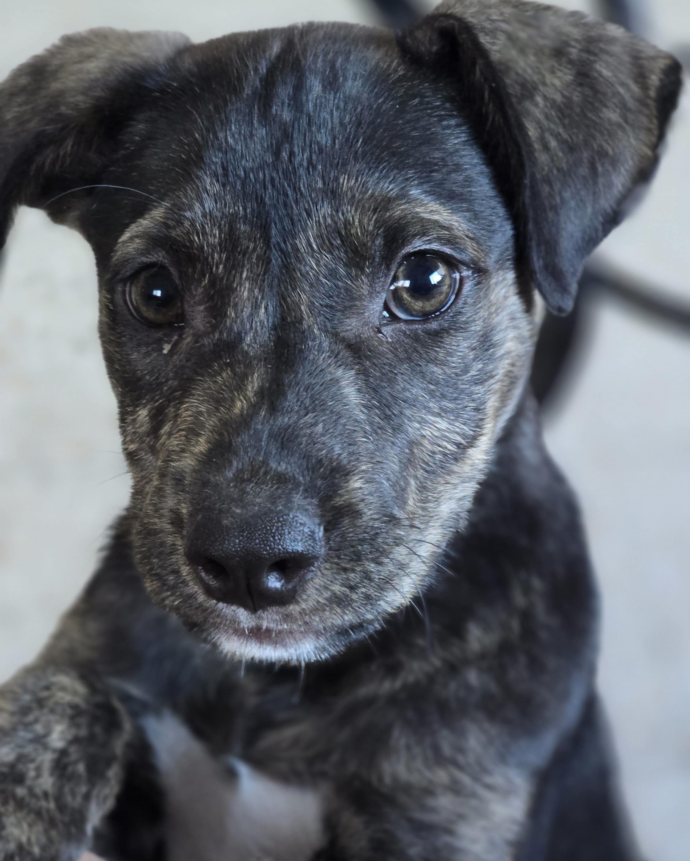 Aelin, cachorra de 3-4 meses buscando hogar urgente
