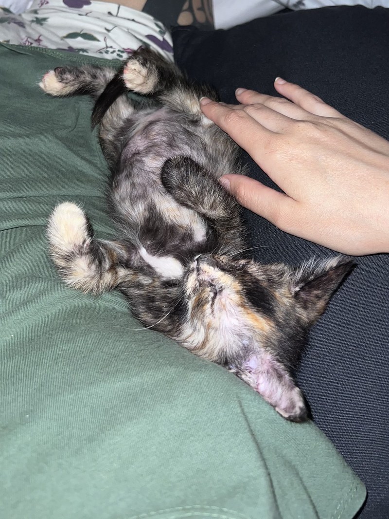 Pétalo durmiendo en regazo humano — gatita calico