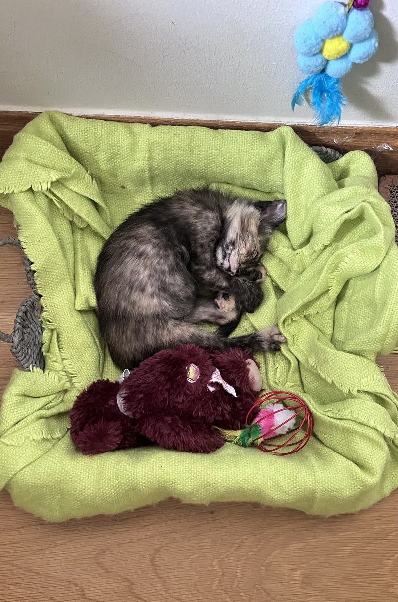 Burbuja durmiendo en su camita con su peluche